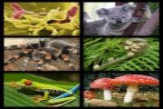 organismer collage