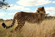 gepard i gresset