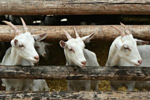 Tre geiter ved siden av hverandre.