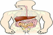 Kroppens organer
