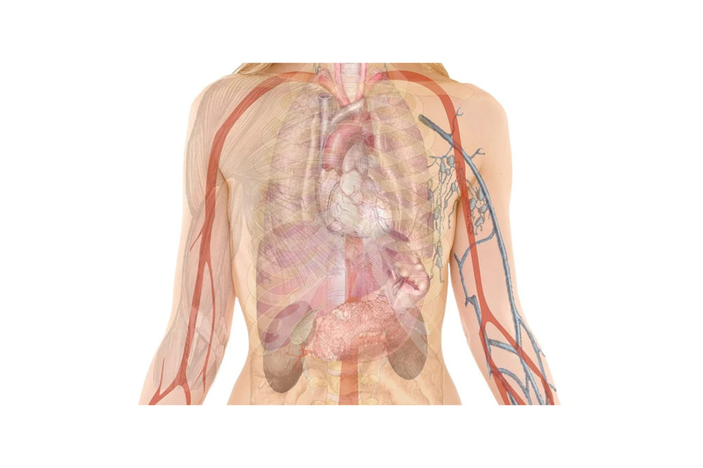 Bilde av en overkropp