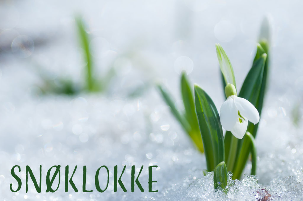 Foto av en snøklokke i snø. tekst i bildet: snøklokke