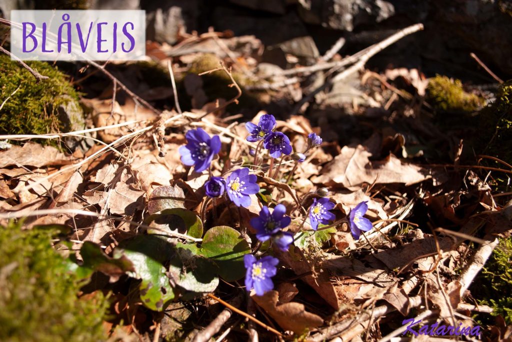 Foto av blåveis blant brunt løv i vårsola.